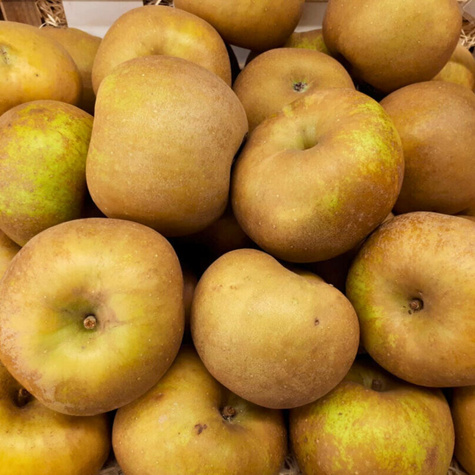 Jabloň Zlatá Reneta – sazenice s holým kořenem