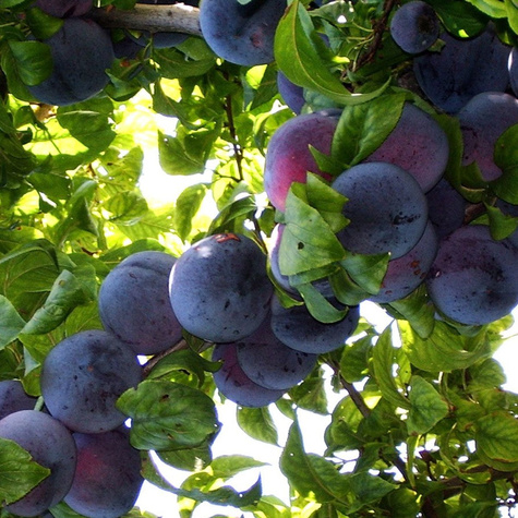 Švestka japonská Angelo – sazenice s holým kořenem