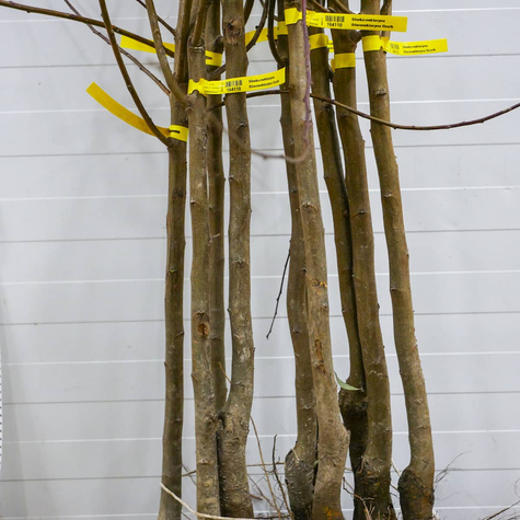 Švestkomeruňka Dapple Dandy – sazenice s holým kořenem