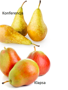 Hrušeň DUO Konference + Faworytka – sazenice s holým kořenem