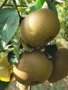 Jabloň Szara Reneta (Šedá reneta) – sazenice s holým kořenem