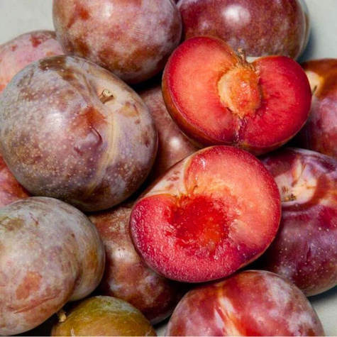 Švestkomeruňka Dapple Dandy – sazenice s holým kořenem