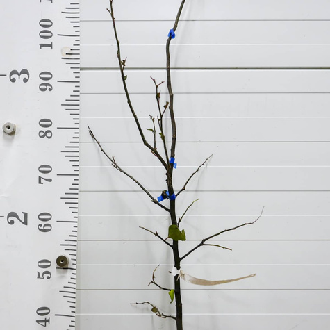 Kdouloň hruškovitá Wolgogradzka měkkoplodá – sazenice s holým kořenem