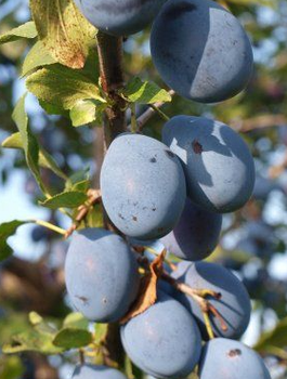 Švestka Teemano – sazenice s holým kořenem