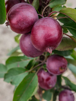 Jabloň sloupovitá Maypole Ballerina – sazenice s holým kořenem