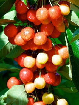 Třešeň Rainer – sazenice s holým kořenem