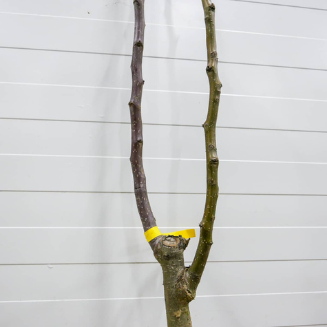 Hrušeň DUO Konference + Faworytka – sazenice s holým kořenem