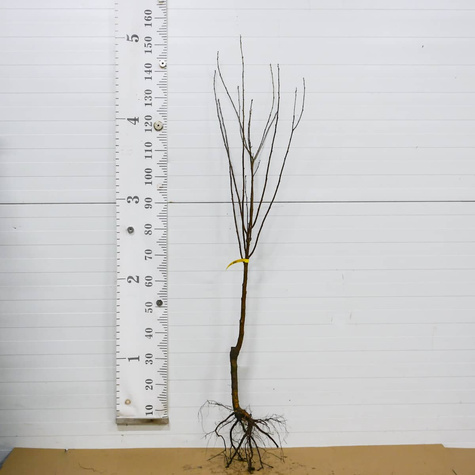 Višeň Nana – sazenice s holým kořenem