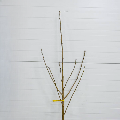 Třešeň Kordia – sazenice s holým kořenem