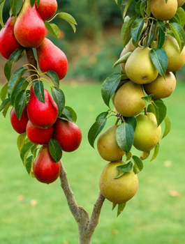 Duo Hrušeň Konference + Červená Faworytka – sazenice s holým kořenem