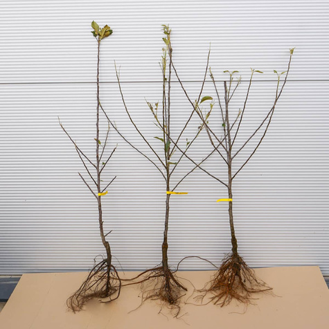 Jabloň Cortland Wicki – sazenice s holým kořenem