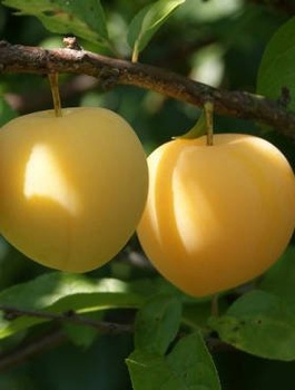 Švestka japonská Shiro – sazenice s holým kořenem