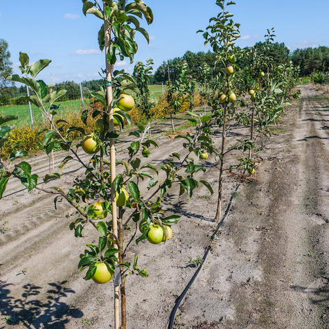 Jabloň Oliwka Žlutá (Papierówka) – sazenice s holým kořenem