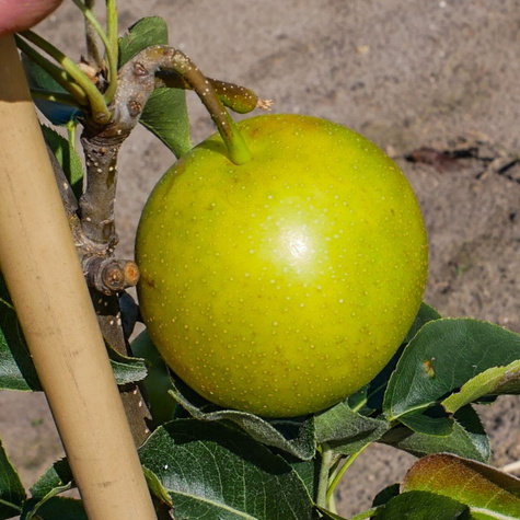 Hrušeň asijská Nijisseiki (New Century) – sazenice s holým kořenem