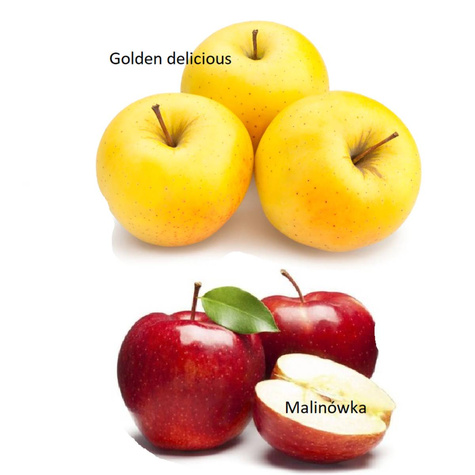Duo Jabloň Malinové + Golden Delicious – sazenice s holým kořenem