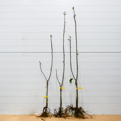 Duo Jabloň Kosztela + Gloster – sazenice s holým kořenem