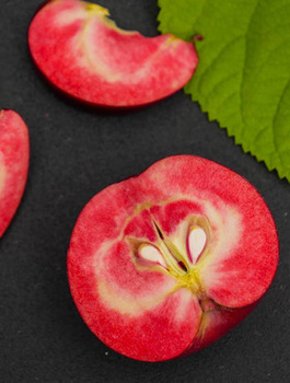 Jabloň Red Love – sazenice s holým kořenem