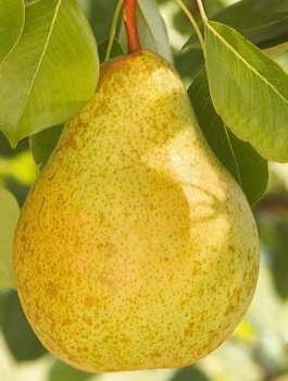 Hrušeň Pařížanka – sazenice s holým kořenem