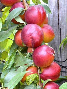 Nektarinka Harco – sazenice s holým kořenem