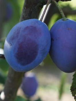 Švestka italská Kwecza – sazenice s holým kořenem