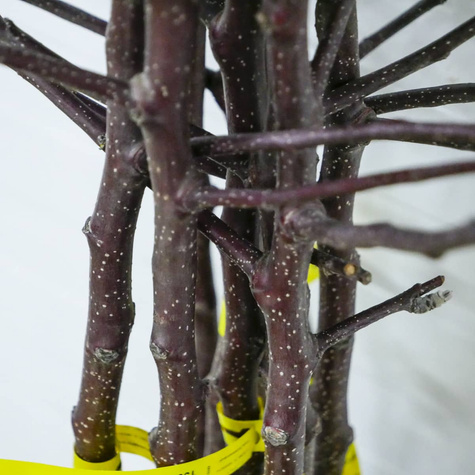 Jabloň Red Love – sazenice s holým kořenem