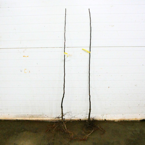 Kdouloň hruškovitá Bereczki – sazenice s holým kořenem