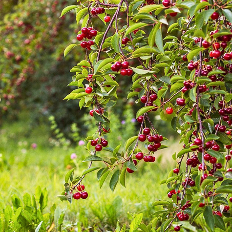Višeň Nana – sazenice s holým kořenem