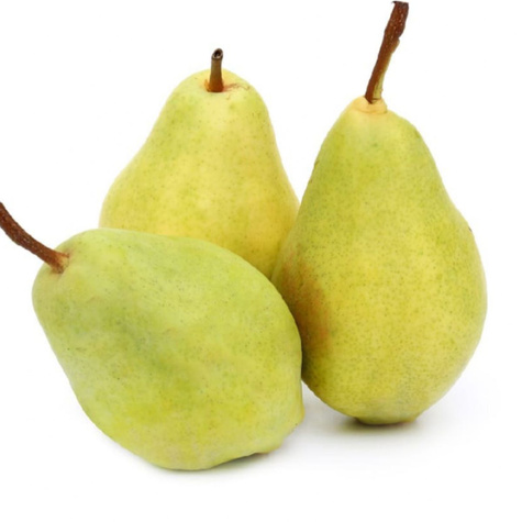 Hrušeň Santa Maria – sazenice s holým kořenem