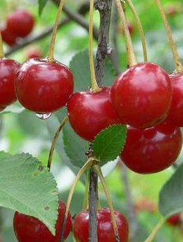 Višeň Nefris – sazenice s holým kořenem