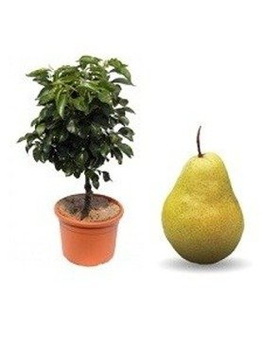 Hrušeň zakrslá Sunrise — sazenice s holými kořeny