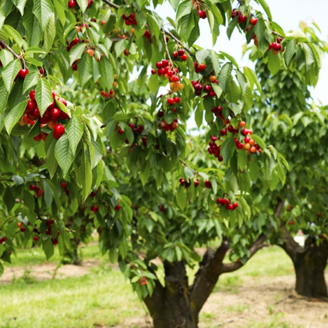 Třešeň Rivan – sazenice s holým kořenem