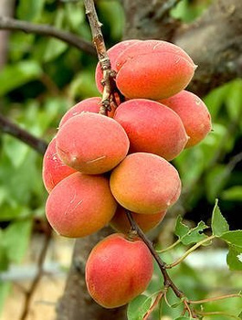 Meruňka Harlain — sazenice s holým kořenem