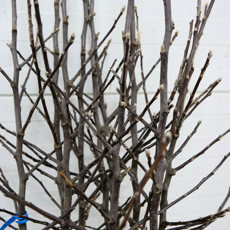 Jabloň Oliwka Žlutá (Papierówka) – sazenice s holým kořenem