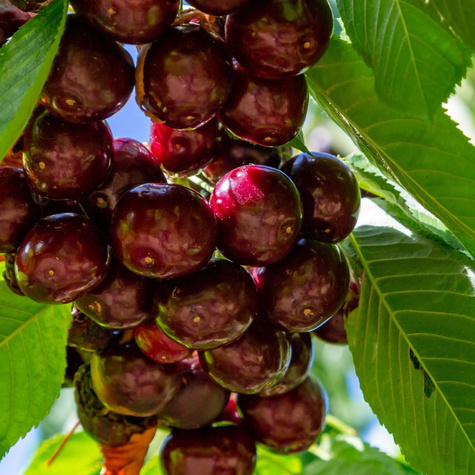Třešeň Hedelfinská – sazenice s holým kořenem