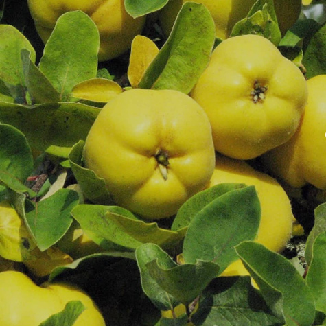 Champion kdoule START PACK