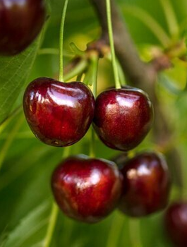 Třešeň zakrslá Regina (Gisela 5) – sazenice s holým kořenem