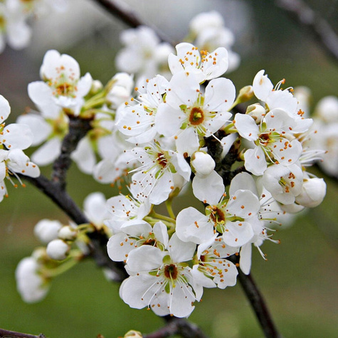 Švestka Wegierka raná – sazenice s holým kořenem
