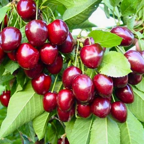 Třešeň zakrslá Lapins (Gisela 5) – sazenice s holým kořenem