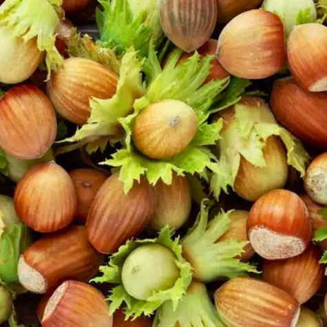 Líska Joanna – sazenice s holým kořenem