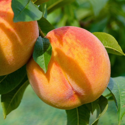 Startovací balíček Peach Flamingo