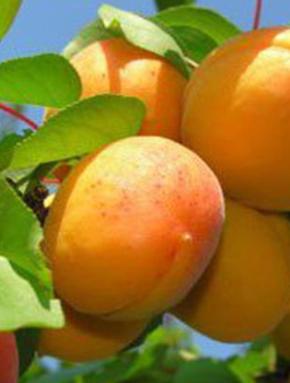 Meruňka Darina — sazenice s holým kořenem