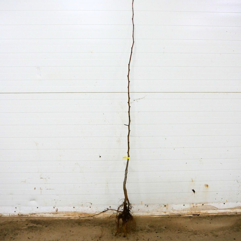 Hrušeň Amfora – sazenice s holým kořenem