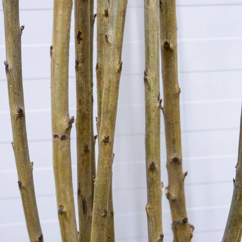 Třešeň Staccato – sazenice s holým kořenem