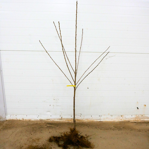 Třešeň Bladorůžová „Miodowka Jasna” – sazenice s holým kořenem