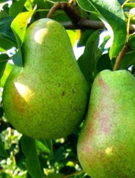 Hrušeň Lucasova – sazenice s holým kořenem