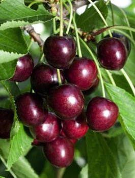 Třešeň Hedelfinská – sazenice s holým kořenem