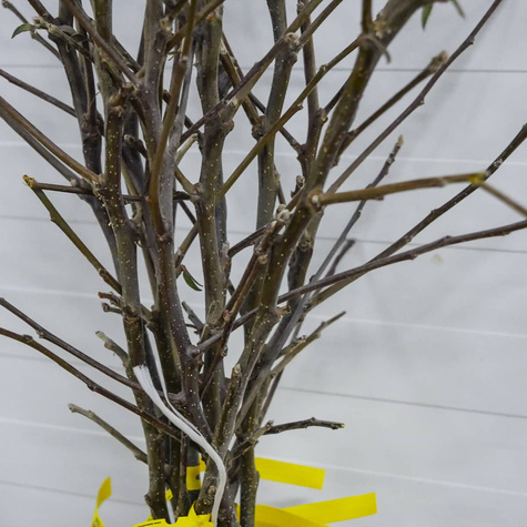 Jabloň Jonagored – sazenice s holým kořenem