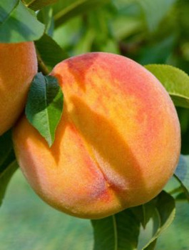 Broskvoň Flamingo – sazenice s holým kořenem