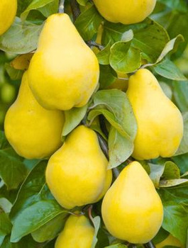 Kdouloň hruškovitá Bereczki – sazenice s holým kořenem