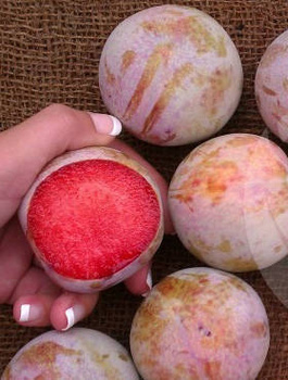 Švestkomeruňka Dapple Dandy – sazenice s holým kořenem